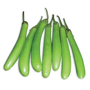Green Brinjal