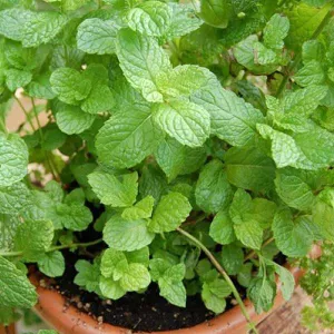 Mint Leaves - Puthina