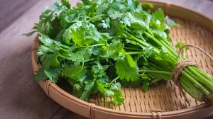 Coriander Leaves