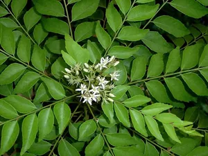 Curry Leaves - Karuvepillai
