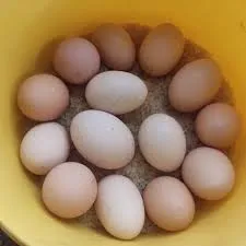 Vaankoli Muttai