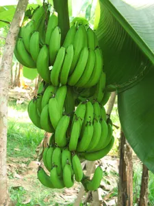 Banana - Vaazhaikaai